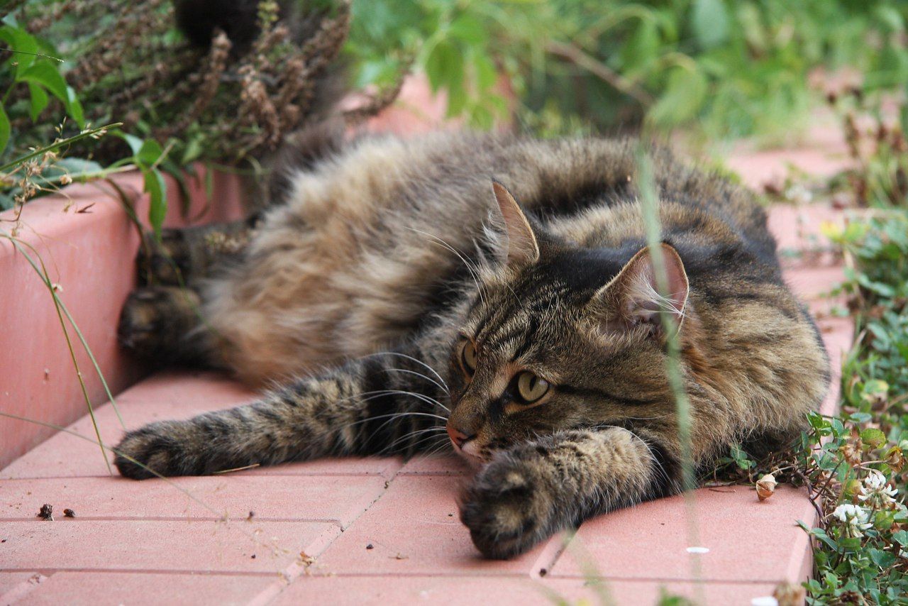 Кот на даче летом