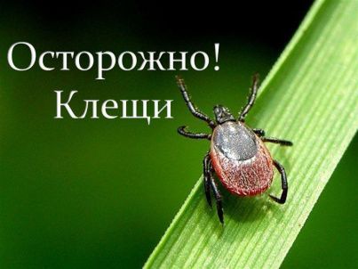 Осторожно, клещи!